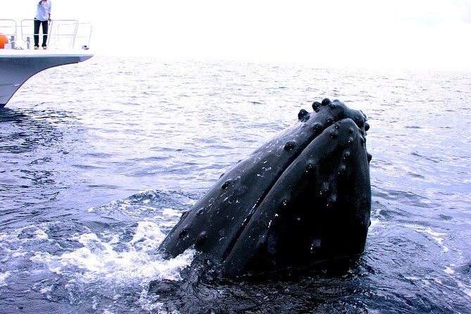 naha-kerama-islands-snorkeling-tour-limited-time-whale-watching