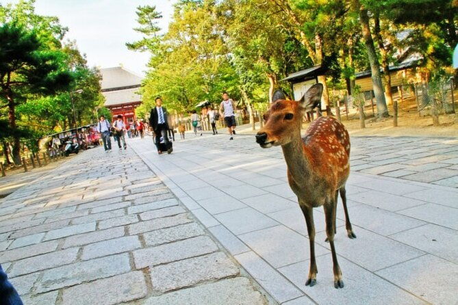 nara-attractive-tour