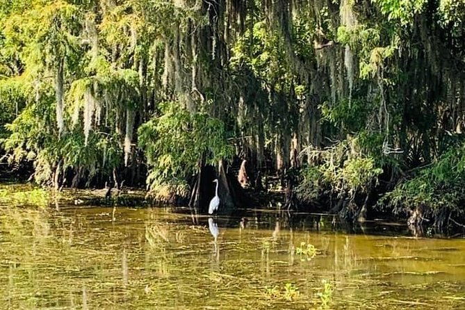 new-orleans-swamp-tour-boat-adventure