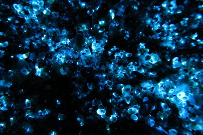 night-kayak-tour-relax-under-the-natural-glow-of-sea-fireflies