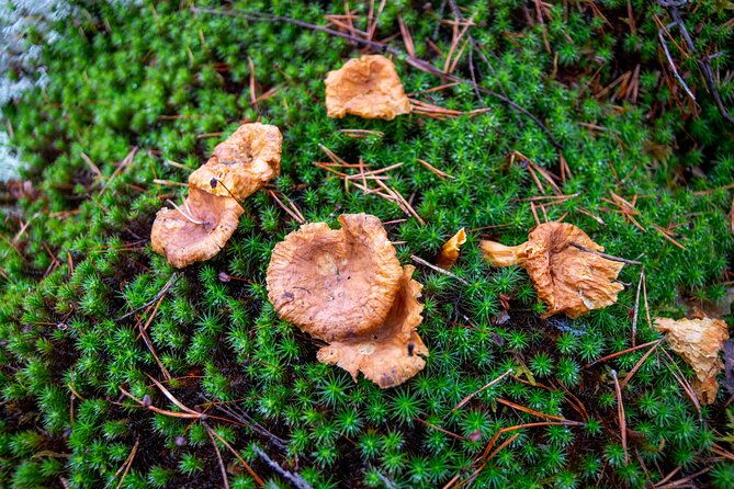 nuuksio-national-park-hiking-experience-from-helsinki