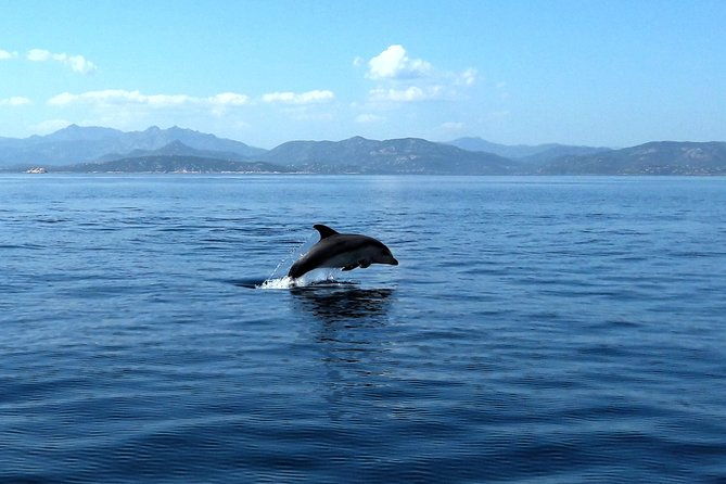 observation-of-dolphins-and-snorkeling-in-a-rubber-boat-in-olbia