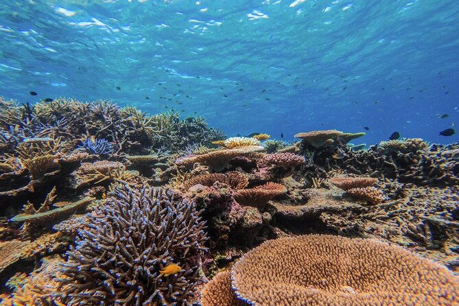 okinawa-iriomote-sup-or-canoe-and-barasu-island-snorkeling-tour