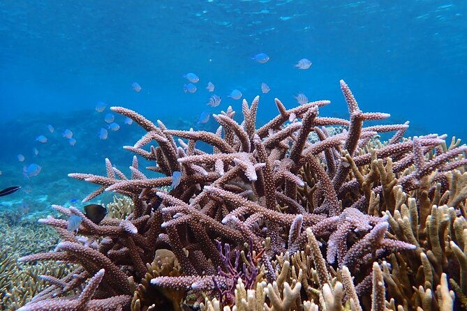 okinawa-miyako-natural-aquarium-tropical-snorkeling-with-colorful-fish