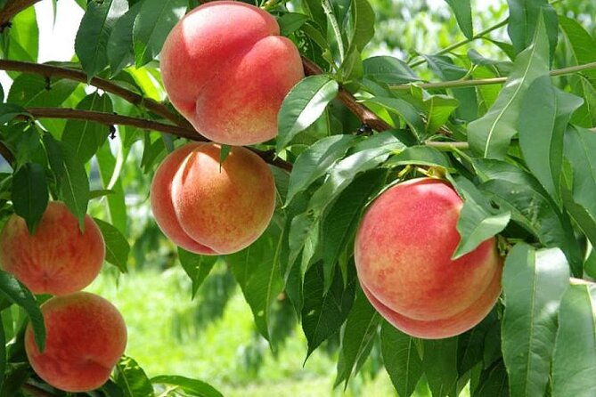 one-day-tour-to-oishi-park-and-fruit-picking-in-mt-fuji-tokyo