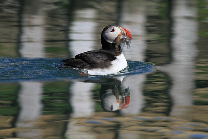 original-big-whale-safari-and-puffins-rib-boat-tour-from-husavik