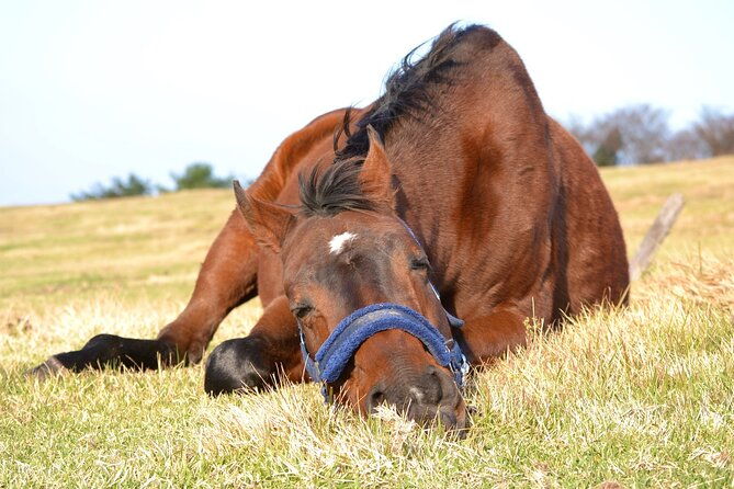 pasture-hike-with-horse-whisperer-at-horse-trust-in-kagoshima