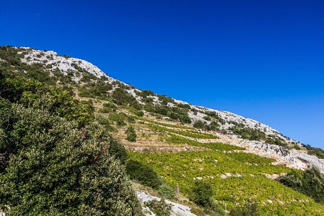 peljesac-wine-ston-oysters-private-half-day-shore-tour