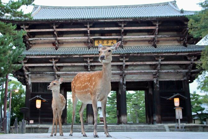 perfect-nara-park-half-day-bus-tour-with-english-speaking-guide