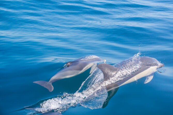 portimaoembark-on-naturebenagil-and-dolphinsbiologist-on-board