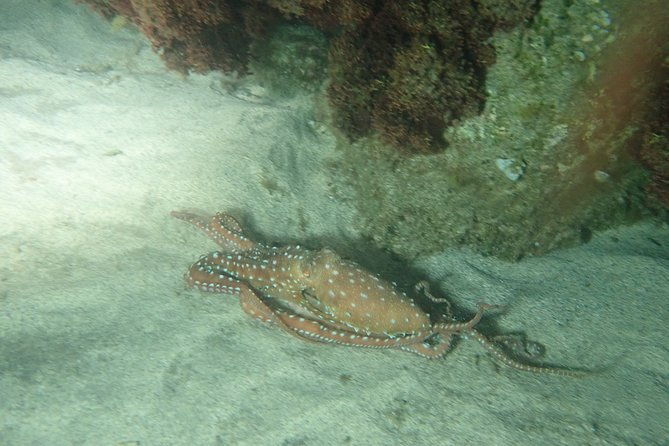 porto-santo-night-snorkeling-tour