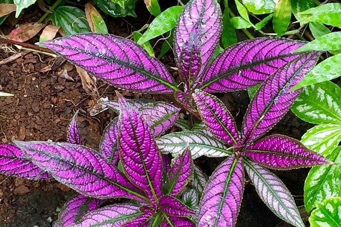 princeville-botanical-gardens-tour-and-chocolate-tasting-ticket