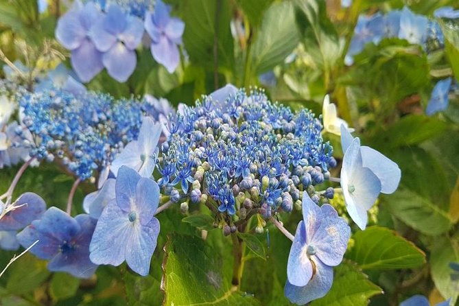 private-halfday-flower-palheiro-gardens-tour