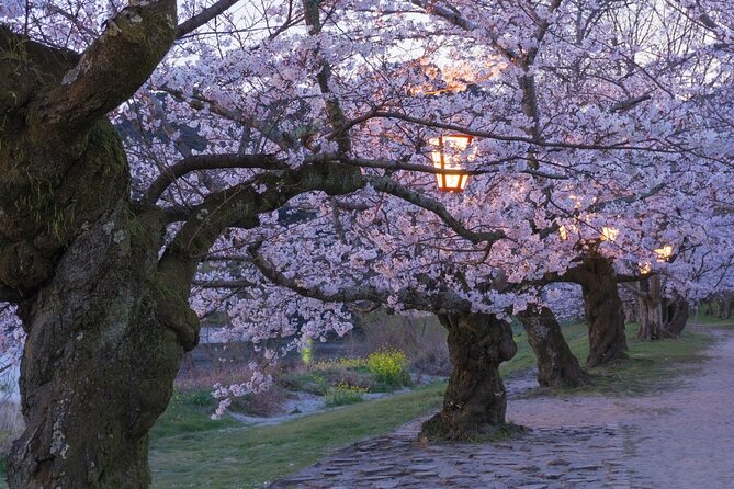 private-hiroshima-cherry-blossom-and-sakura-experience