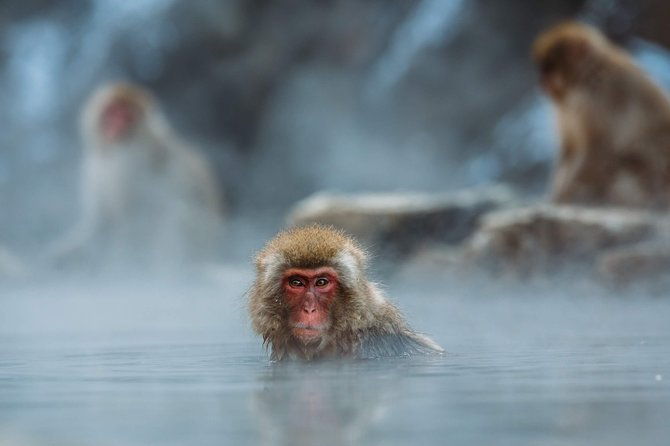 private-nagano-1-day-toursnow-monkeyszenko-jiobusesakeonsen