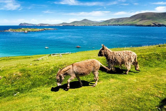 private-tour-of-dingle-and-slea-head-with-accredited-guide