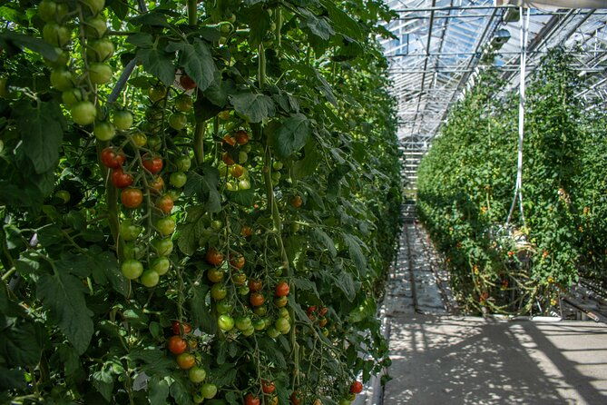 private-tour-of-the-golden-circle-with-farm-visits-in-iceland
