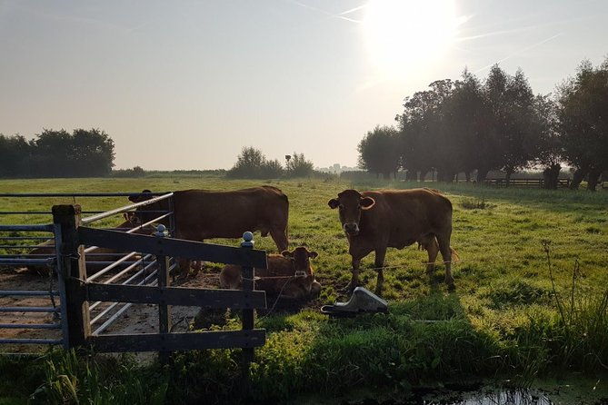 private-tour-to-zaanse-schans-volendam-cheese-windmills-clogs