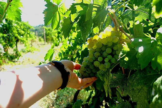 private-wine-evo-oil-tasting-with-truffle-meal