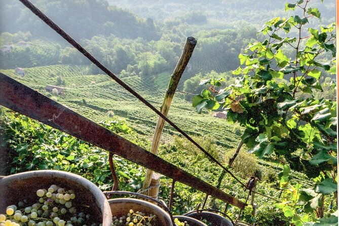 prosecco-wine-tour-tasting-full-day-in-the-prosecco-region