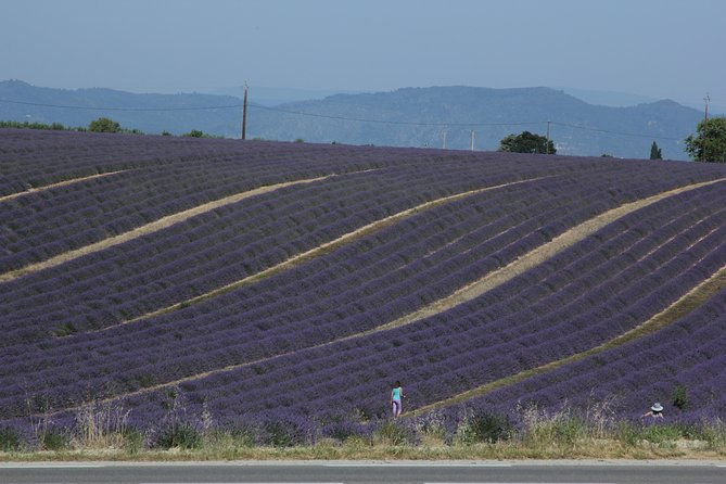 provence-lavender-fields-tour-from-aix-en-provence