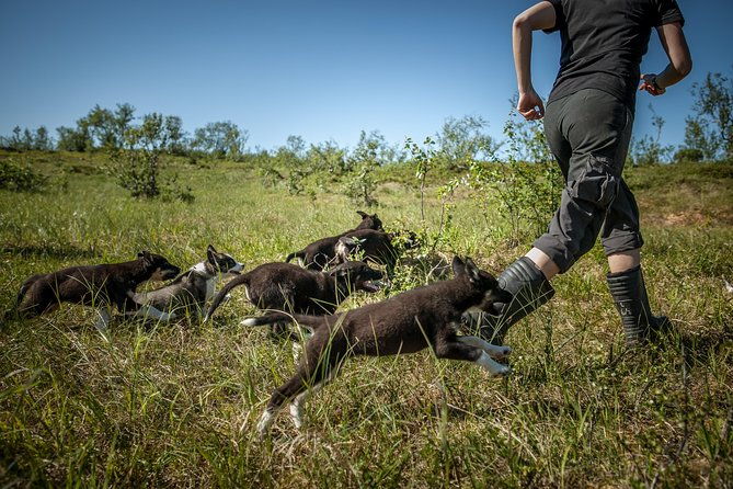 puppy-training-experience-at-a-husky-farm-in-tromso