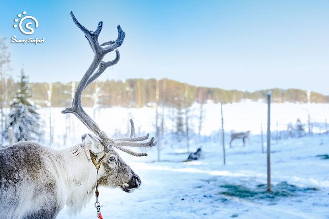 reindeer-safari-in-arctic-wilderness