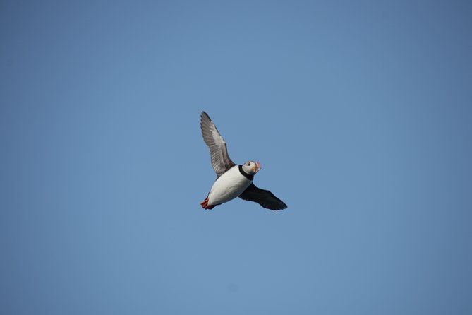 reykjavik-shore-excursion-puffin-sightseeing-cruise