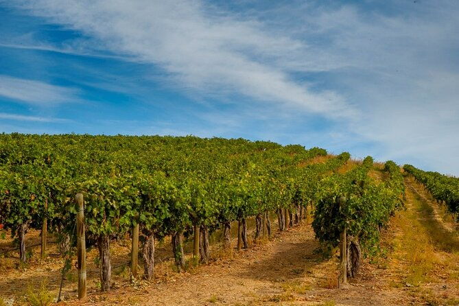 rhodes-wine-food-tour-10-meal-course-lunch-wine-tasting-cooking-class