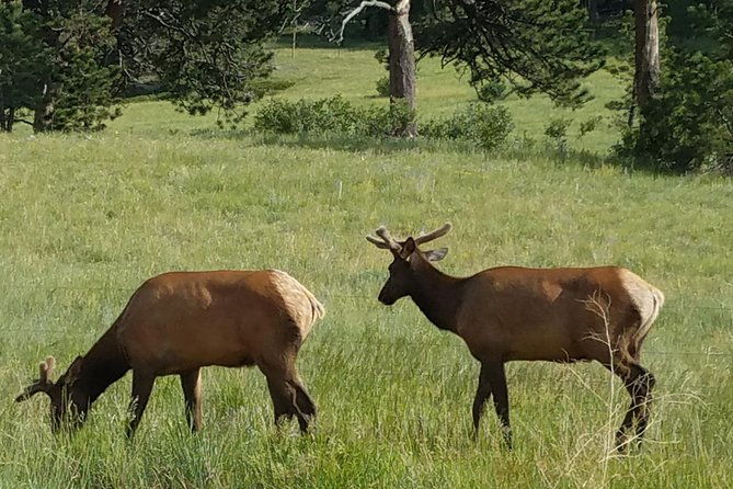 rocky-mountain-national-park-in-summer-tour-from-denver
