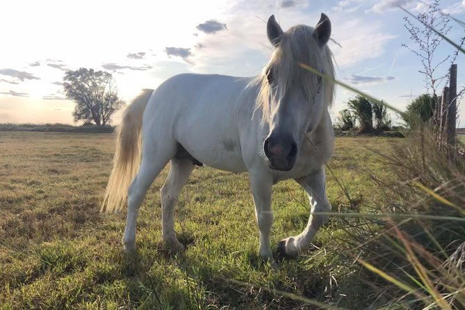 safari-4x4-camargue-2-hours-saintes-maries-de-la-mer-private-tour