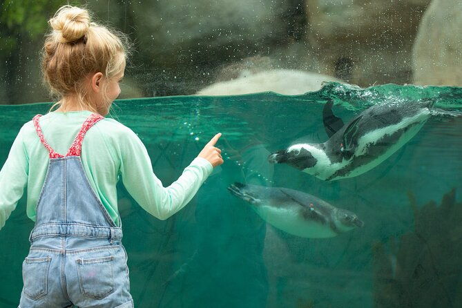 san-diego-zoo-1-day-pass-any-day-ticket