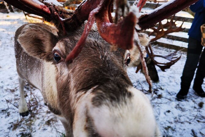 santas-reindeer-husky-safari-santas-pets-aurora-hunt