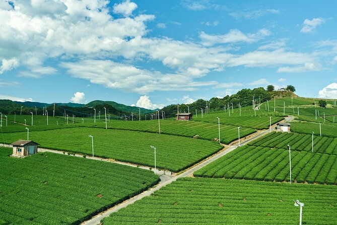 scenic-tour-of-kuroki-and-nakayama-wisteria-in-fukuoka-yokabus