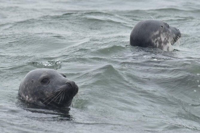scroby-sands-seal-watching