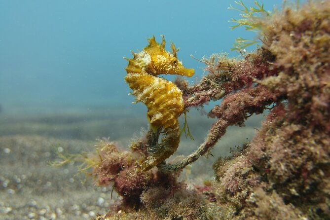 scuba-diving-experience-for-beginners-in-gran-canaria