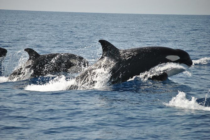 sealife-sea-safari-dolphin-watching-with-marine-biologists-lagos