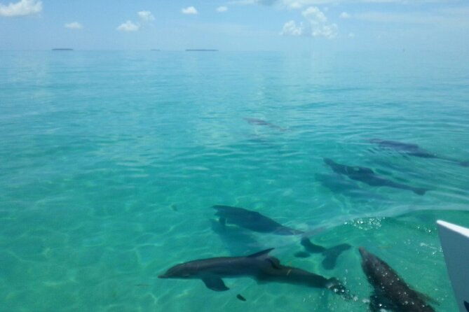 shallow-water-snorkeling-and-dolphin-watching-in-key-west
