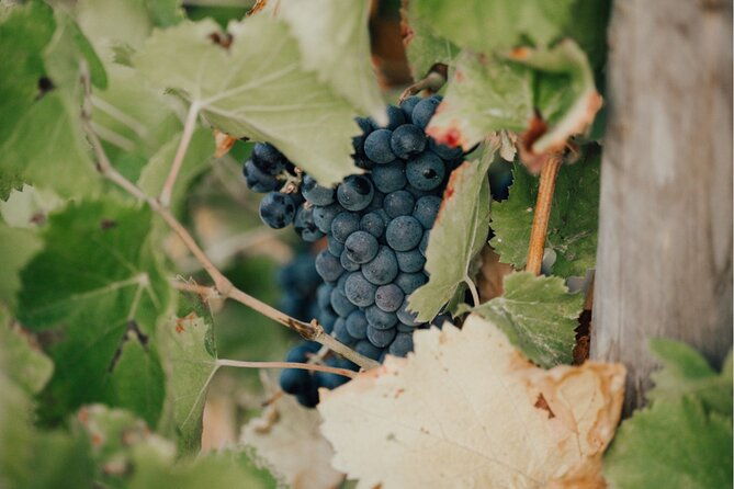 shared-tour-wine-tour-from-saint-tropez