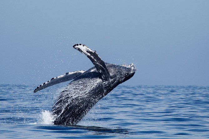 shared-two-hour-whale-watching-tour-from-oceanside