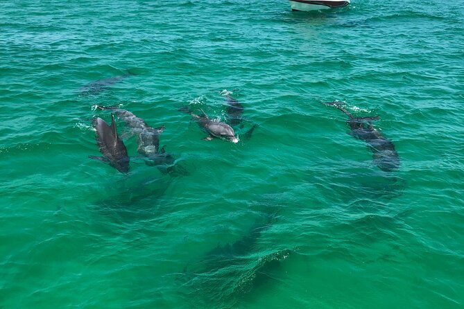 shell-island-snorkel-and-dolphin-catamaran-cruise-with-island-time
