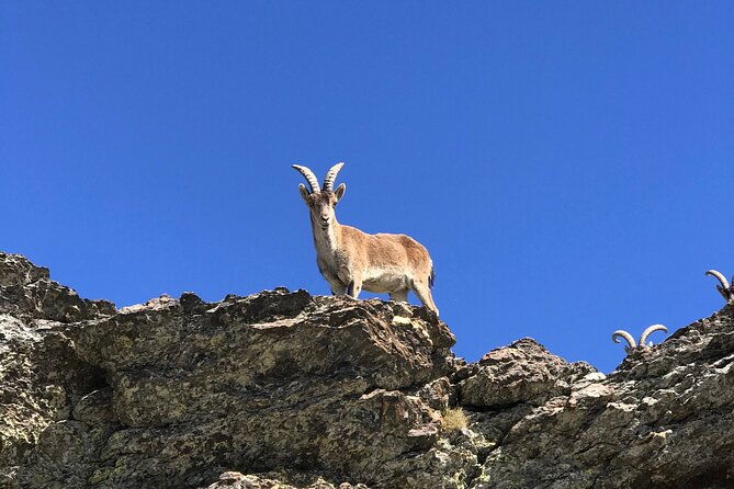 sierra-nevada-safari-7-hours-tour-from-granada