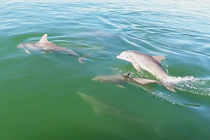 small-group-2-hour-dolphin-cruise-with-snorkeling-to-shell-key