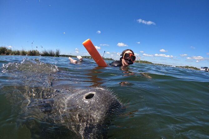 small-group-manatee-swim-tour-with-in-water-guide