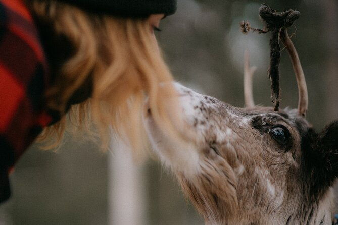 small-group-snowshoeing-and-reindeer-farm-visit