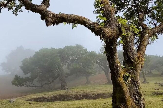 small-group-west-tour-waterfalls-fanal-forest-tour