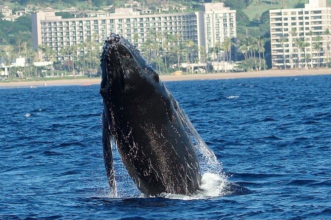small-group-whale-watching-adventure