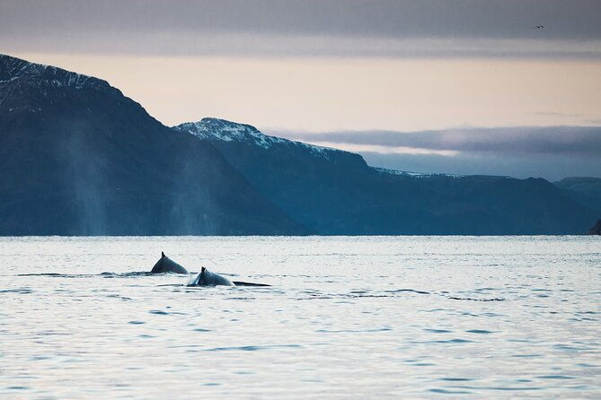 small-group-whale-watching-by-rib