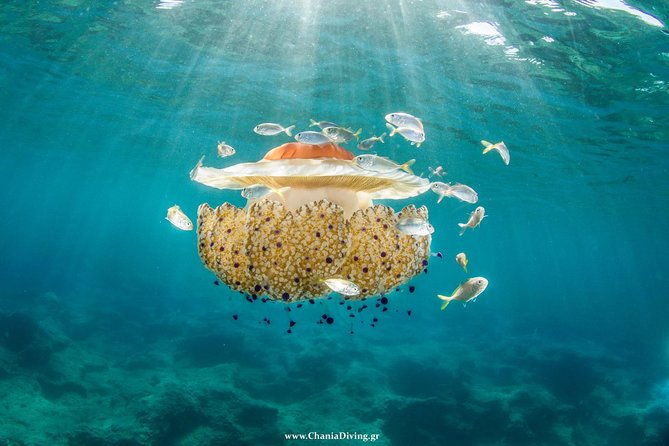snorkeling-and-boat-trip-in-crete-with-free-certification