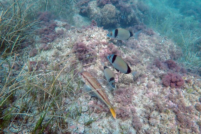 snorkeling-excursion-in-tabarca-island